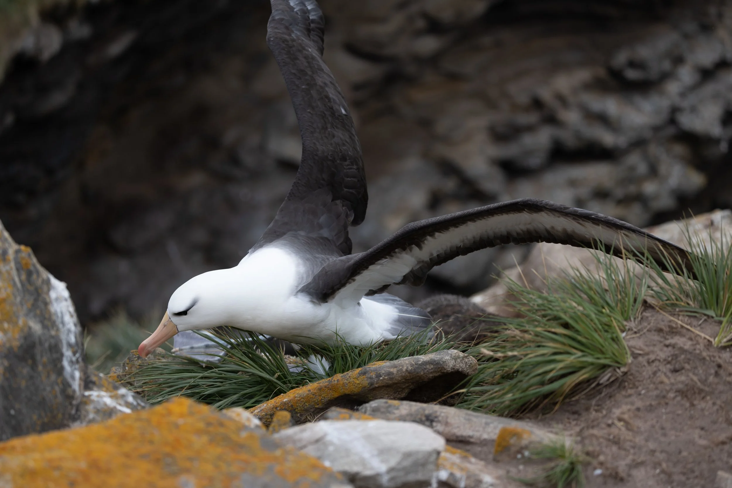 Blog 2 Fauklands-43.jpg