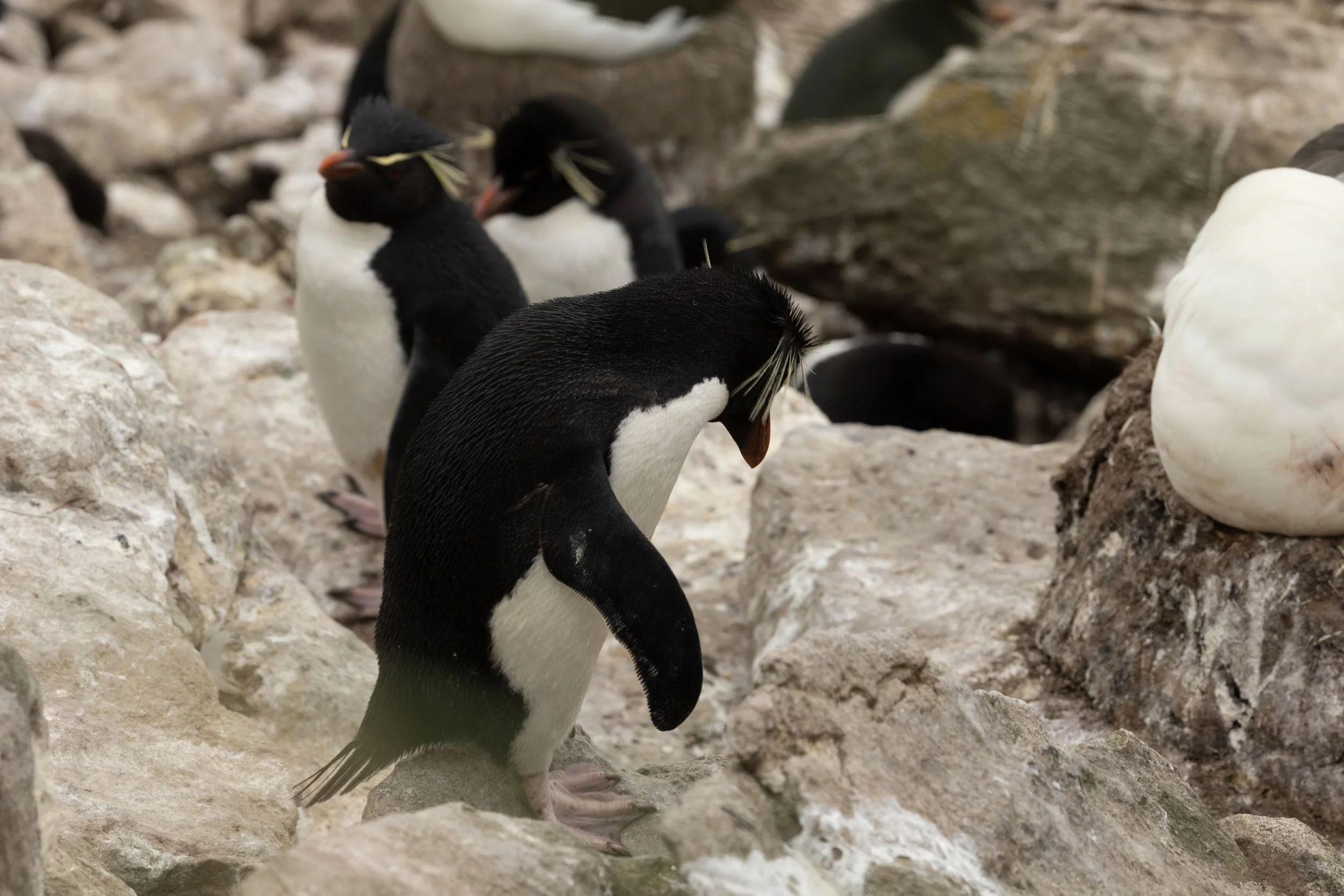 Blog 2 Fauklands-33.jpg