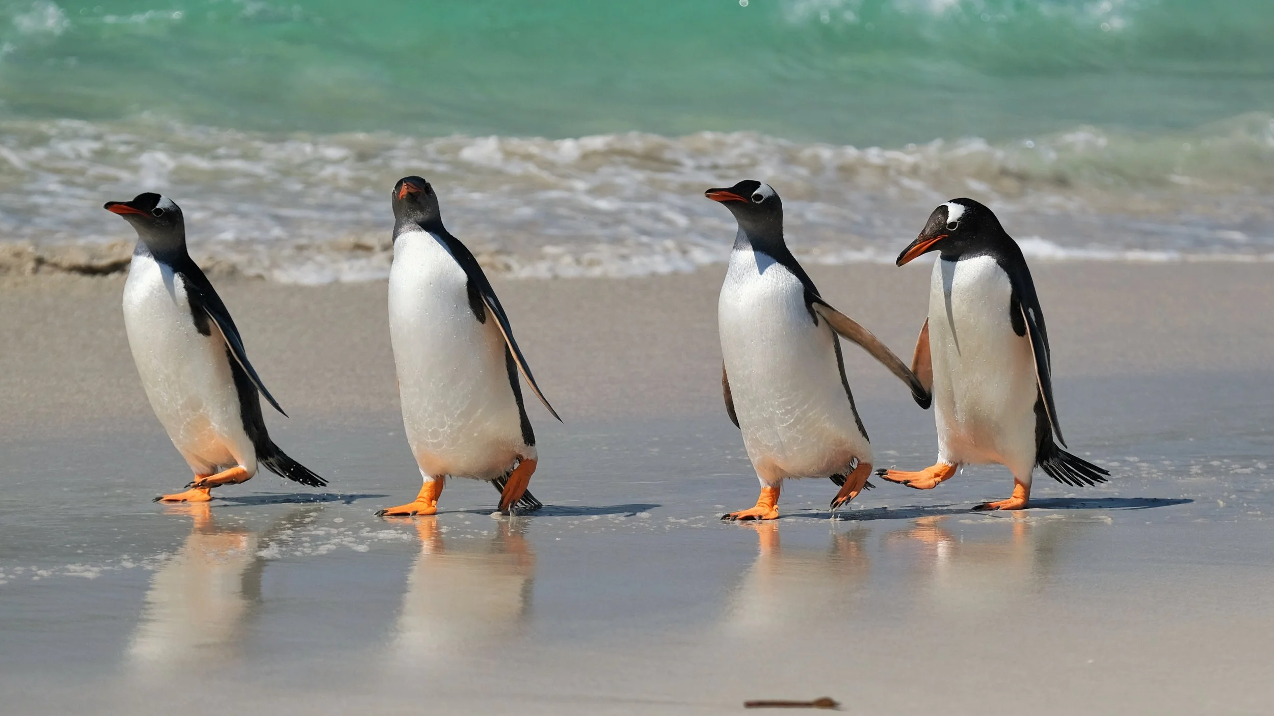 Blog 2 Fauklands-7.jpg