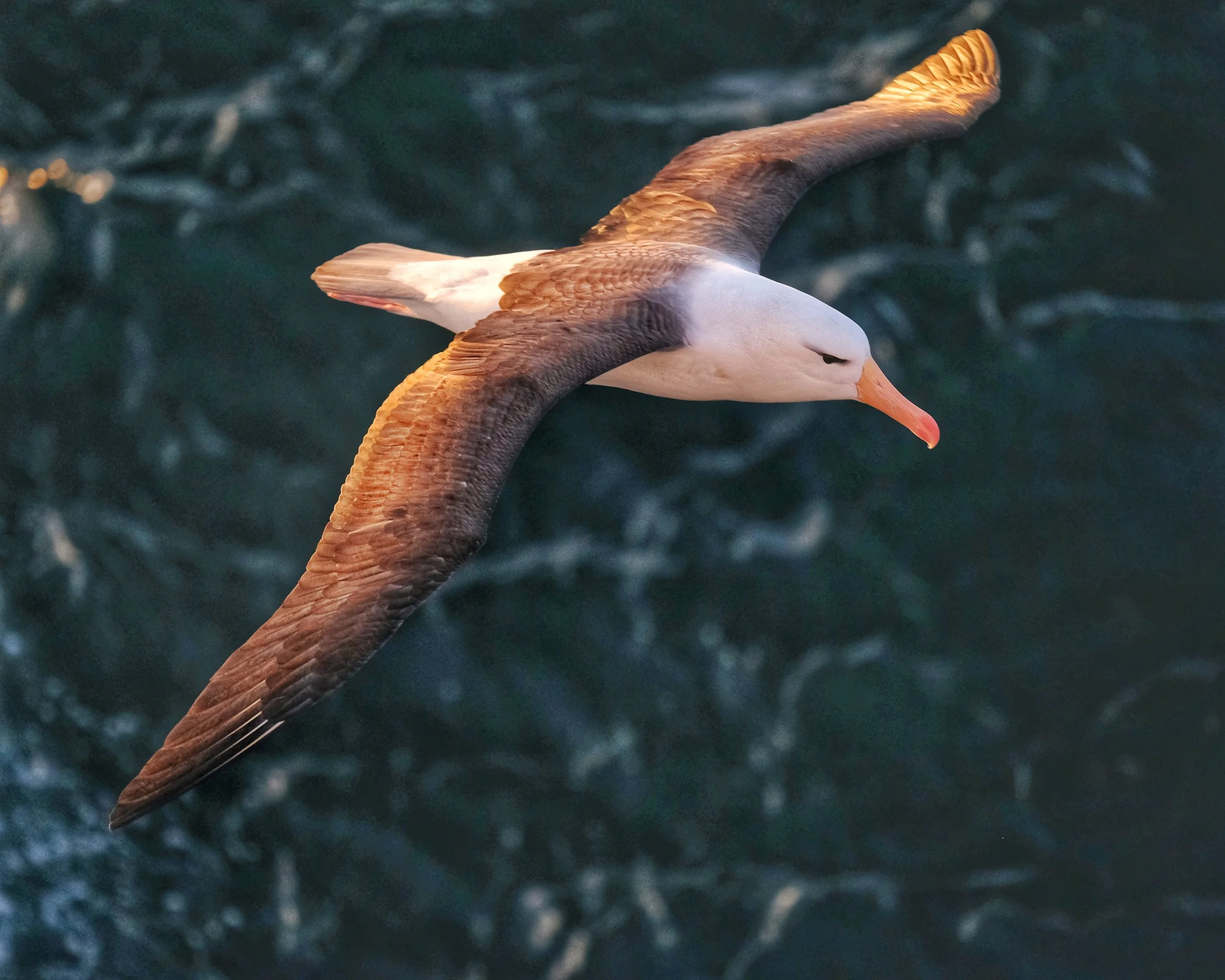 Rene LaMontagna 507 06.jpeg