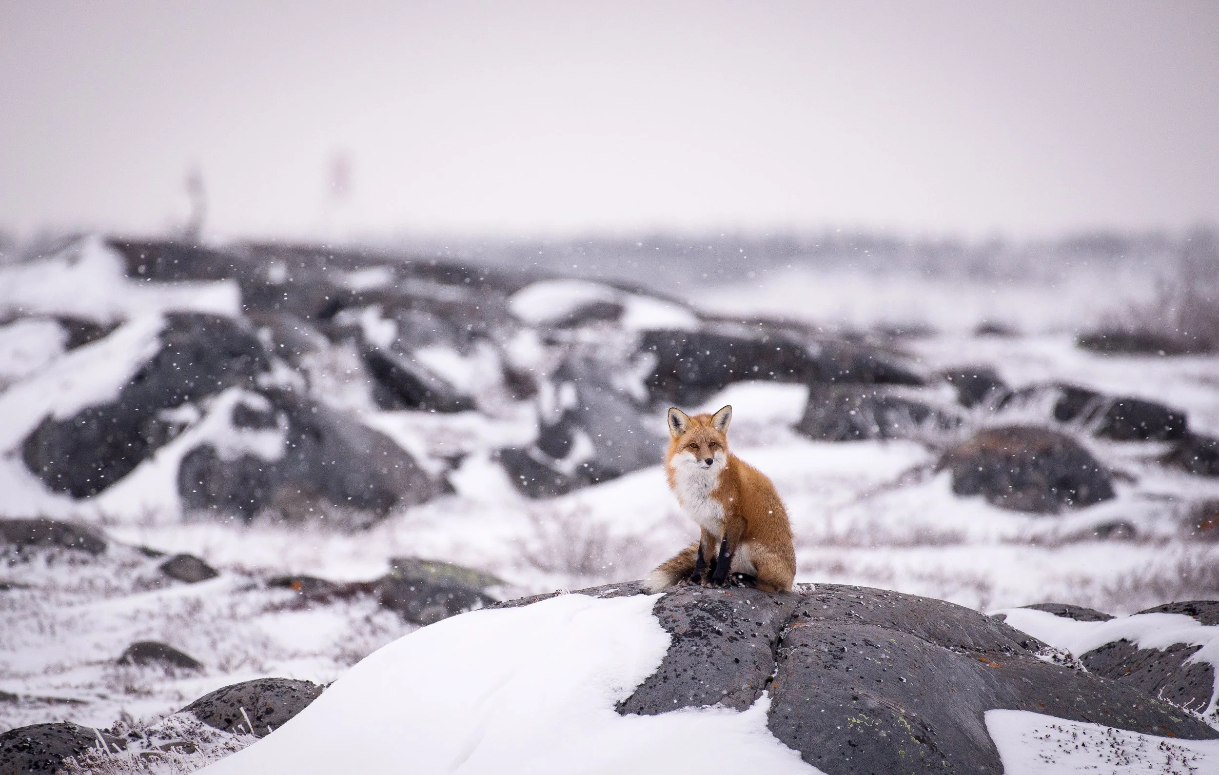 DSC_4680.jpg