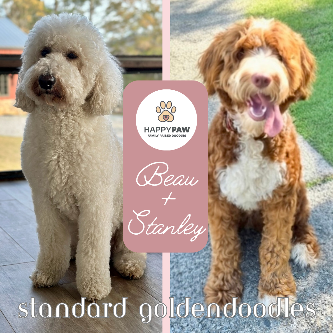 These standard goldendoodle puppies will have beautiful wavy and curly fleece coats in cream, tan, red, and tuxedo patterns, weighing around 50-55 pounds full grown. Puppies are due around 12/15/2026 and ready for take home around 2/9/2027. Low to no