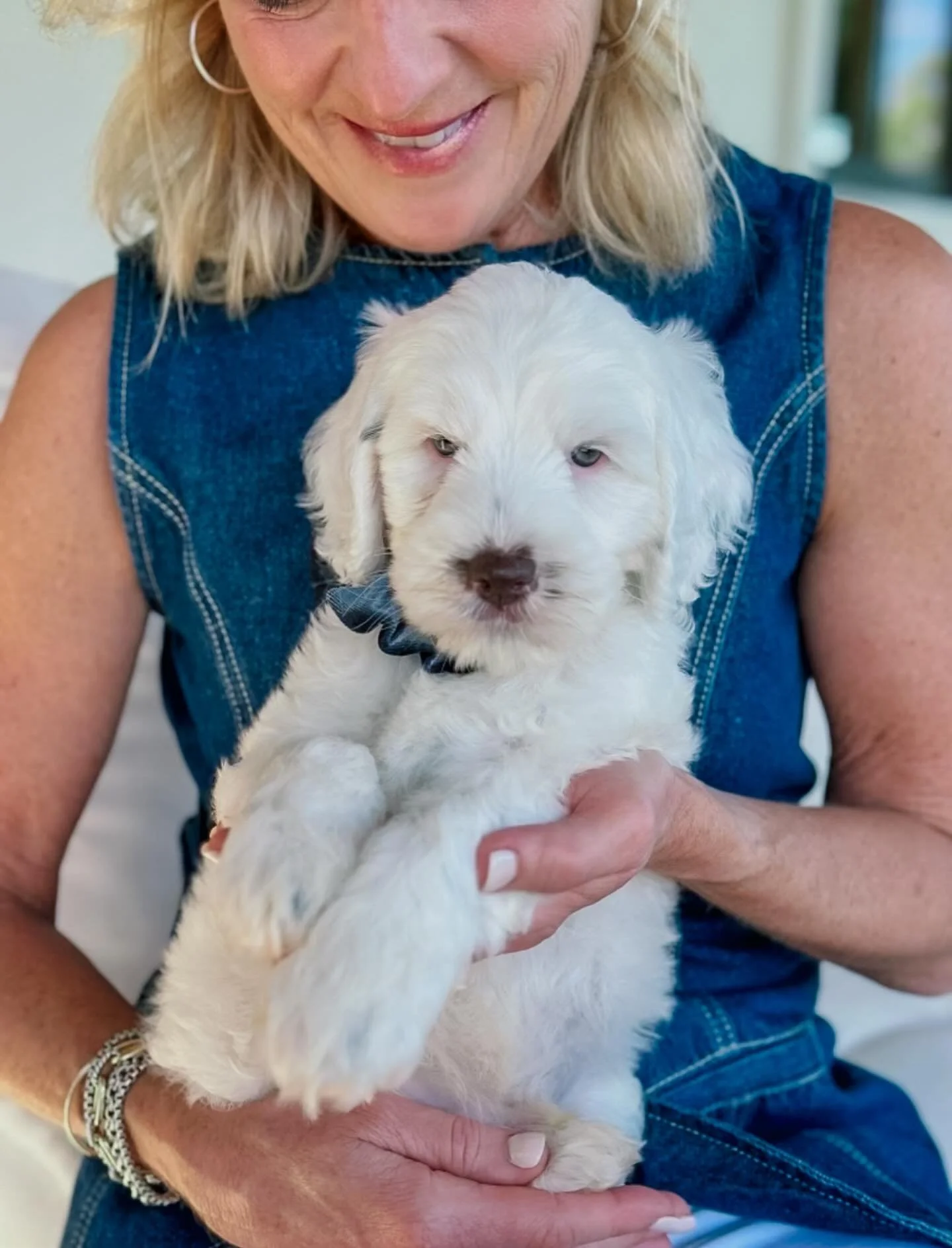 Hope you’re having a PAW-some dayπΎπΎ We know we are! 
#happypawdoodles #ethicalbreeder #boutiquebreeder #australianlabradoodles #goldendoodles #veterinarianowned