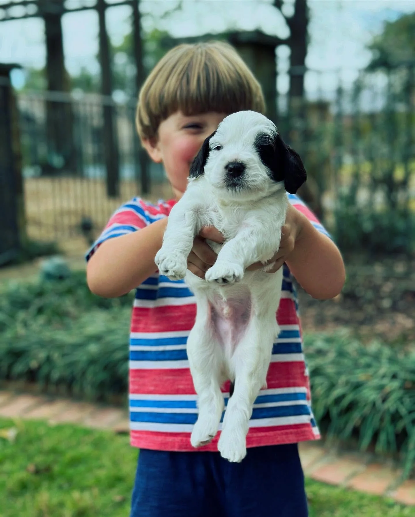Can you “handle” this cuteness??? 
#veternarianowned #ethicalbreeder #boutiquebreeder  #happypawdoodles #australianlabradoodles #goldendoodle #bernedoodles