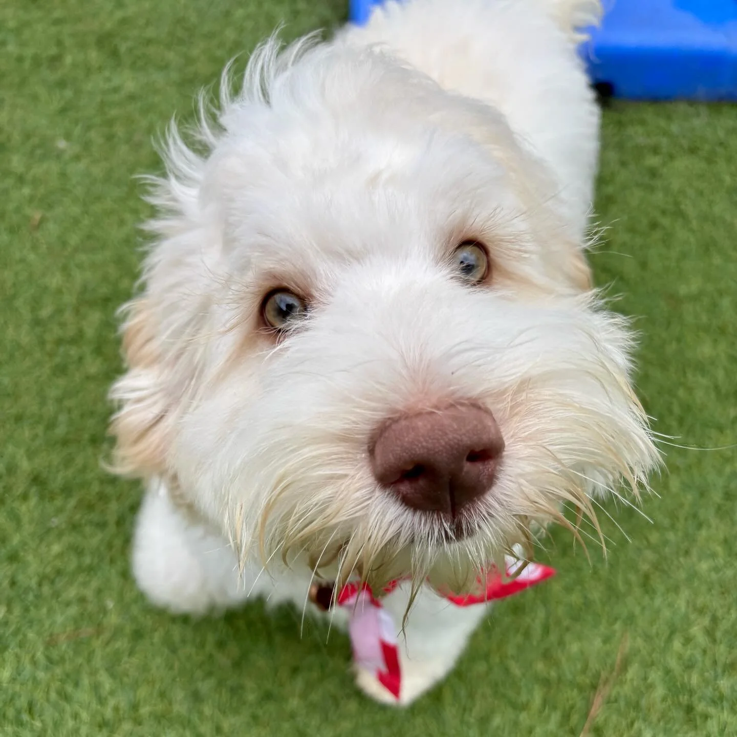 Booker got his first groom and had his first day at doggy daycare, and reports from “school” said that he was feeling a little flirty! π 
#veternarianowned #ethicalbreeder #boutiquebreeder  #happypawdoodles #australianlabradoodles #gold