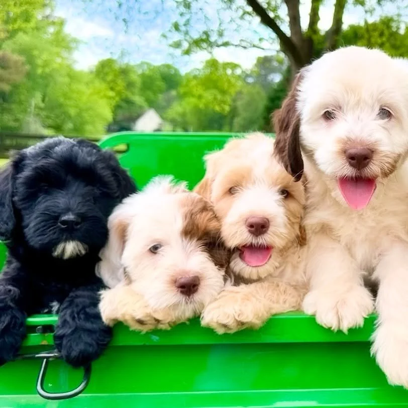 Sweet smiling puppies for your viewing pleasure π
#veternarianowned #ethicalbreeder #boutiquebreeder  #happypawdoodles #australianlabradoodles #goldendoodle #bernedoodles