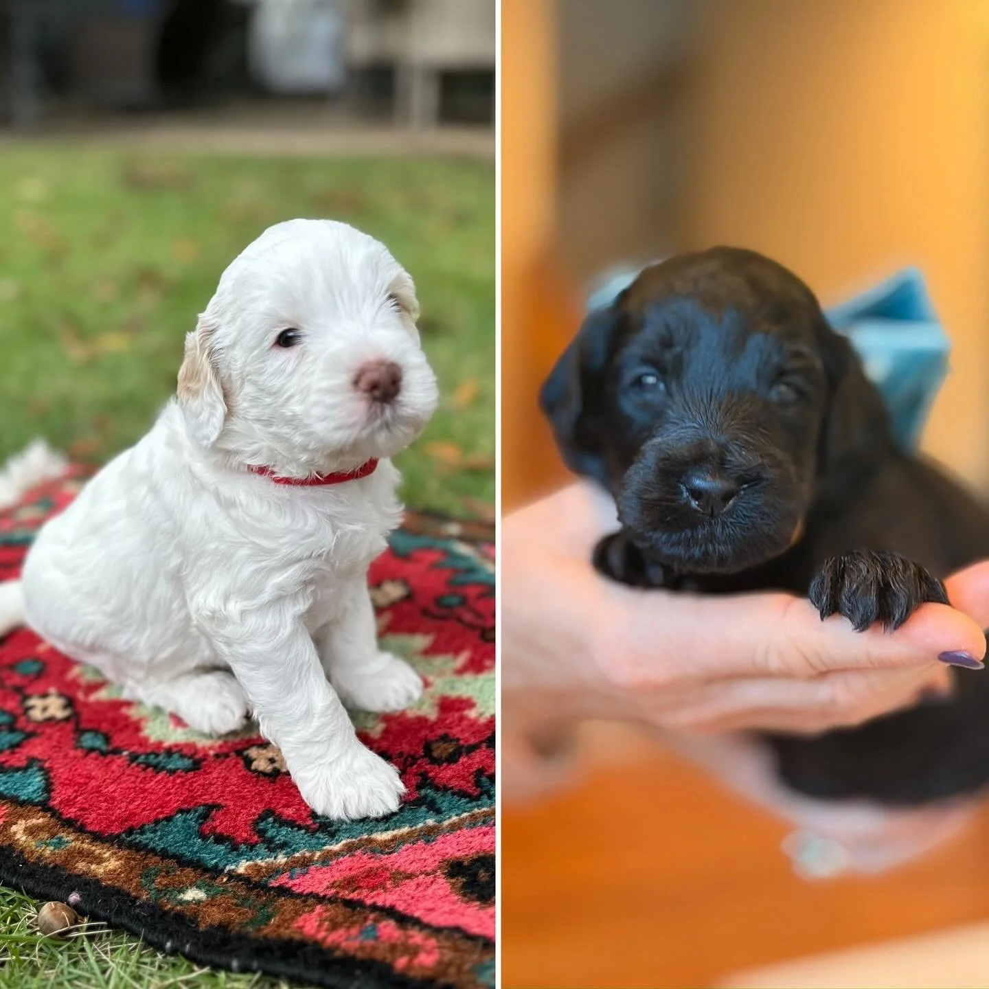 Opinion needed! When it comes to solid cream or solid black, what's your vote?πWe're obsessed with both! π€π€ 
#veternarianowned #ethicalbreeder #boutiquebreeder  #happypawdoodles #australianlabradoodles #goldendoodle