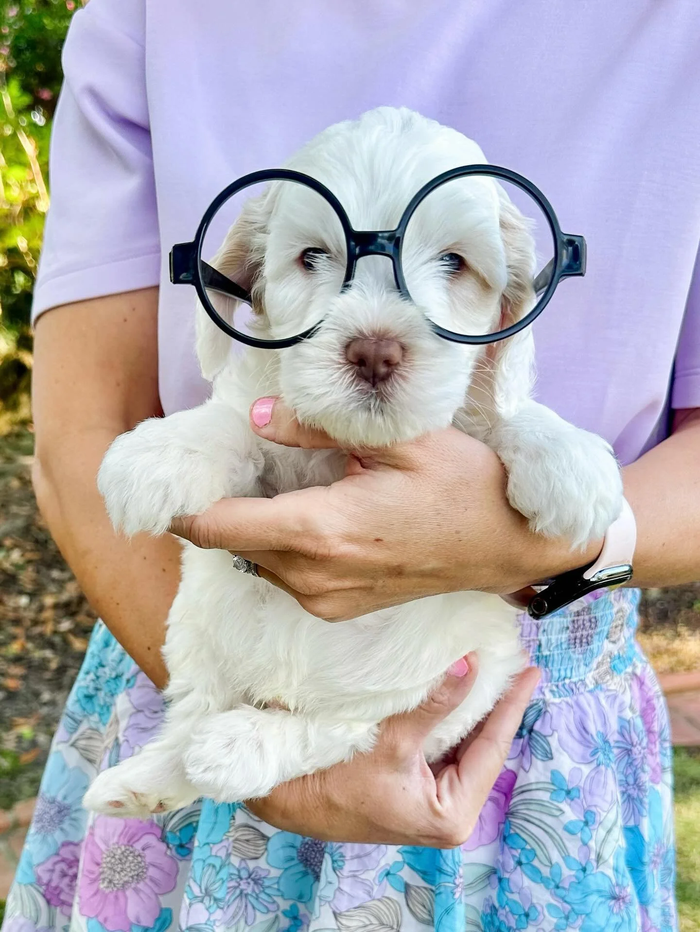 Mr. Peabody looks different here! Our puppies are just as intelligent as they are cuteπ
#happypawdoodles #ethicalbreeder #australianlabradoodles