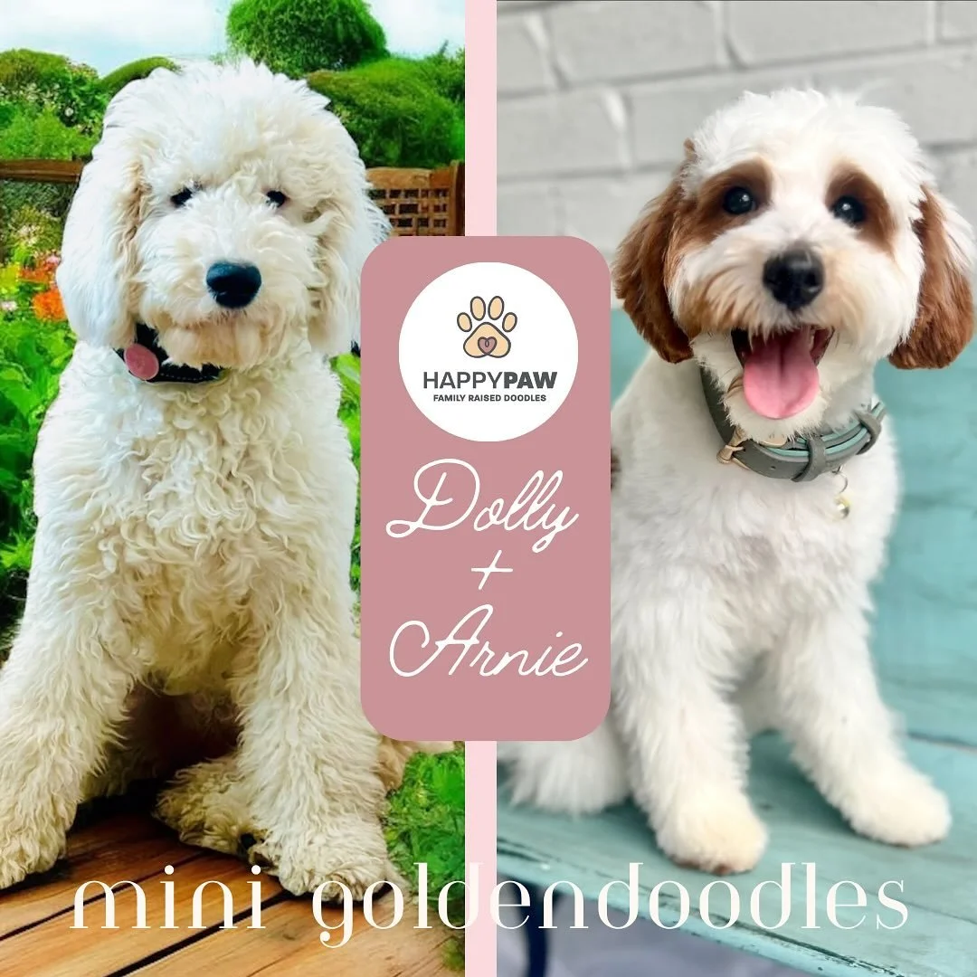New litter announcement! π£ Mini Goldendoodles and Australian Labradoodles coming soon! Reservation list now open! Save your spot today! 
#veternarianowned #ethicalbreeder #boutiquebreeder  #happypawdoodles #australianlabradoodles #goldendoodle #ber