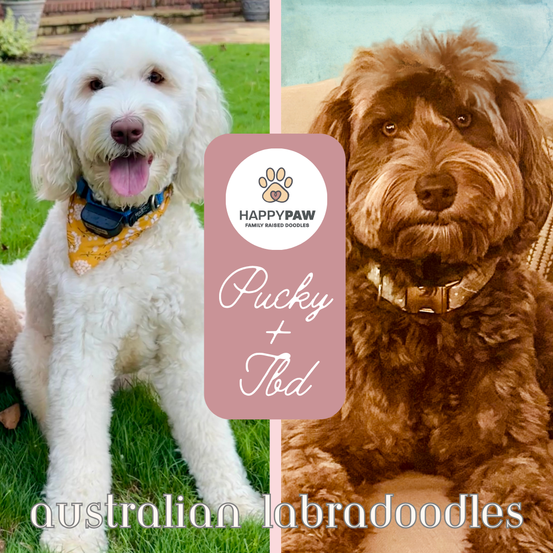 These Australian Labradoodle puppies will have beautiful wavy fleece coats in white, cream, red, and tuxedo patterns, weighing around 35+/- pounds full grown. Puppies are due around 5/17/26 and ready for take home around 7/12/26. Dates subject to cha