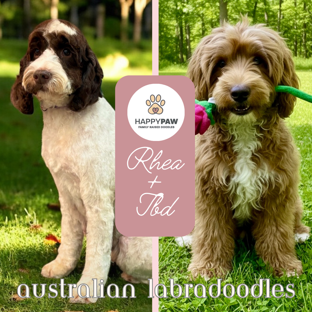 These Mini Australian Labradoodle puppies will have beautiful wavy fleece coats in white, cream, chocolate, and tuxedo patterns, weighing around 25 +/- pounds full grown. Puppies are due around 4/22/2026 and ready for take home around 6/17/26. Low to