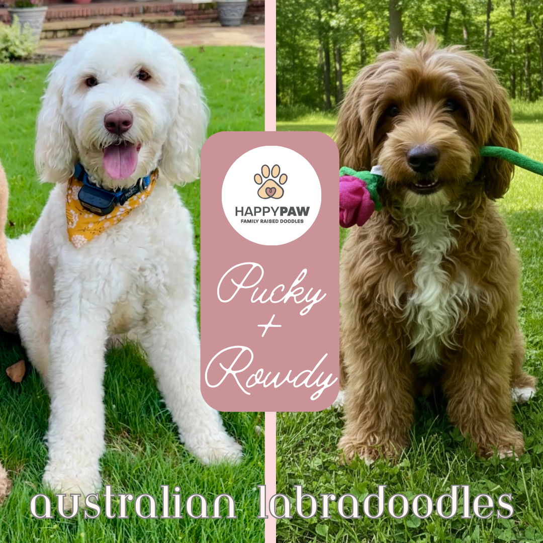 These small Australian Labradoodle puppies will have beautiful wavy fleece coats in white, cream, red, and tuxedo patterns, weighing around 25+/- pounds full grown. Puppies are due around 5/17/26 and ready for take home around 7/12/26. Dates subject 