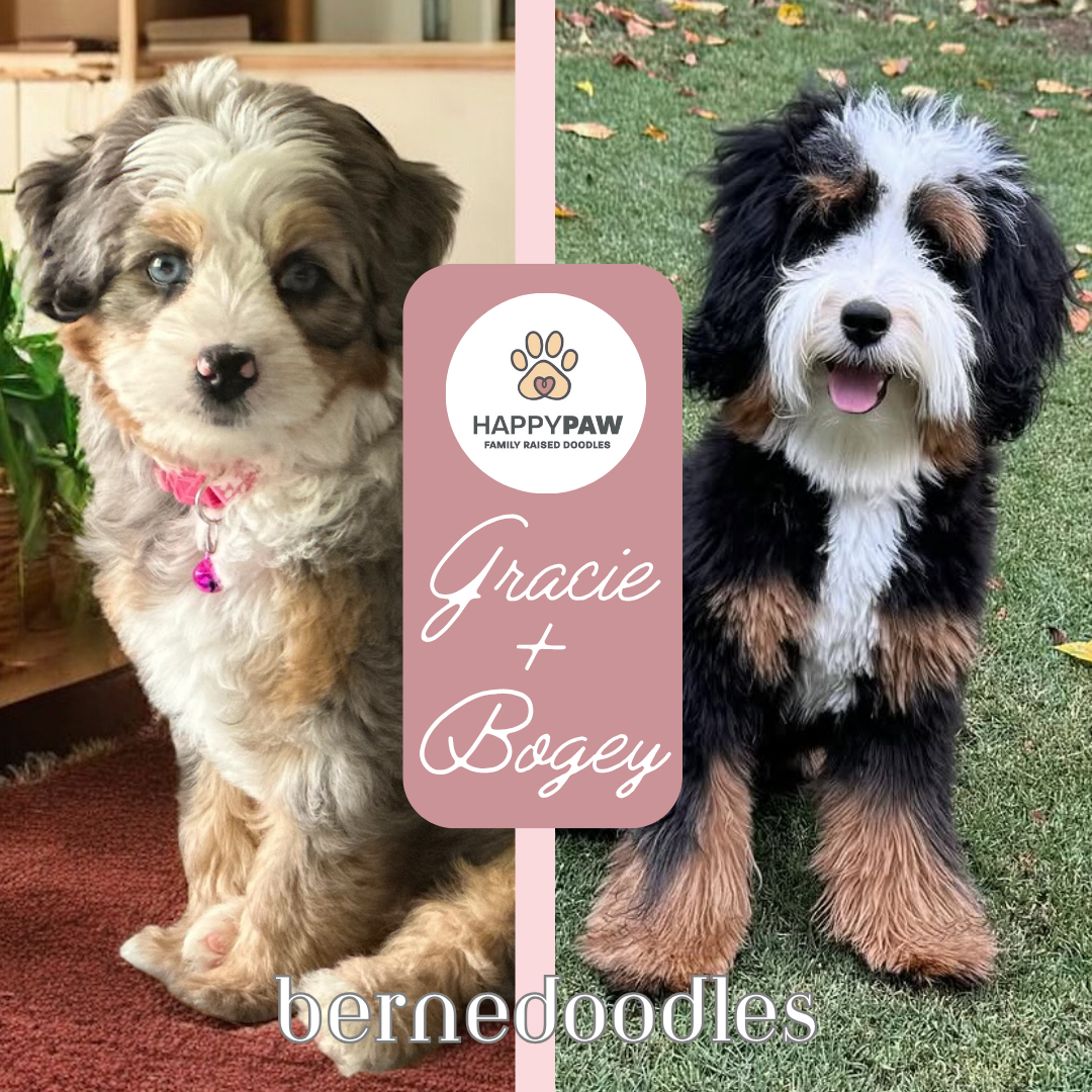 These mini bernedoodle puppies will have beautiful wavy and curly fleece coats in tri and merle color, weighing around 25-35 pounds full grown. Puppies are due around 7/5/26 and ready for take home around 8/31/2026. Dates subject to change depending 
