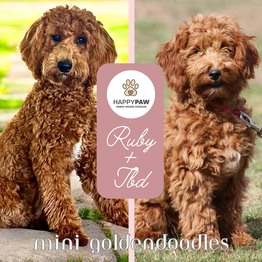 These mini goldendoodle puppies will have beautiful wavy and curly fleece coats in apricot color, weighing around 22-26 pounds full grown. Puppies are due around 8/13/26 and ready for take home around 10/8/2026. Dates subject to change depending on h