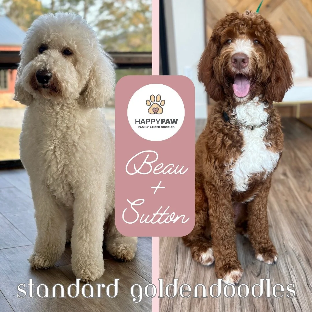 These standard goldendoodle puppies will have beautiful wavy and curly fleece coats in white, cream, tan, red, and tuxedo patterns, weighing around 50-55 pounds full grown. Puppies are due around 6/12/26 and ready for take home around 8/7/2026. Low t