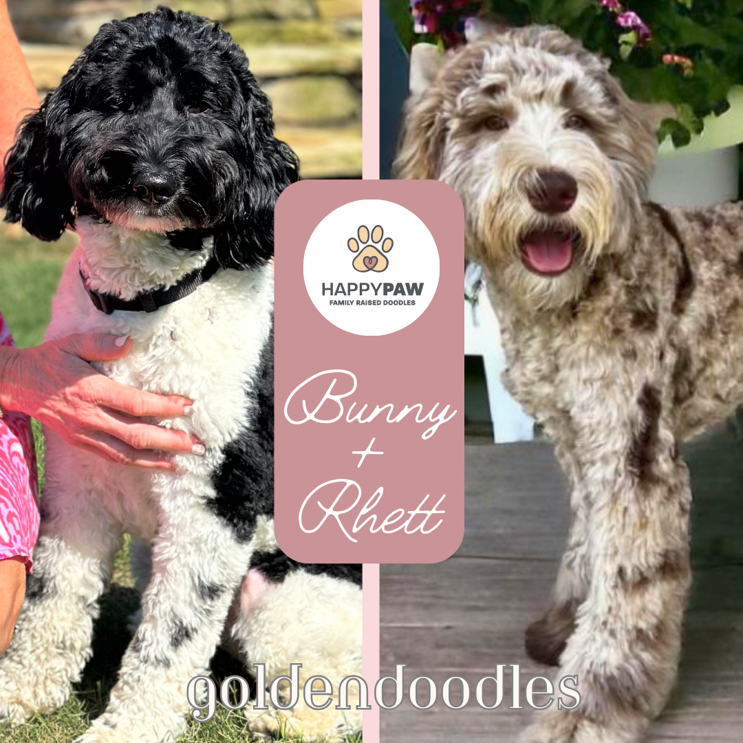 These medium to large goldendoodle puppies will have beautiful wavy fleece coats in black, brown and sable colors with solid, phantom, abstract, parti, or merle coat patterns. They will weigh around 45-50 pounds full grown. Puppies are due around 3/2