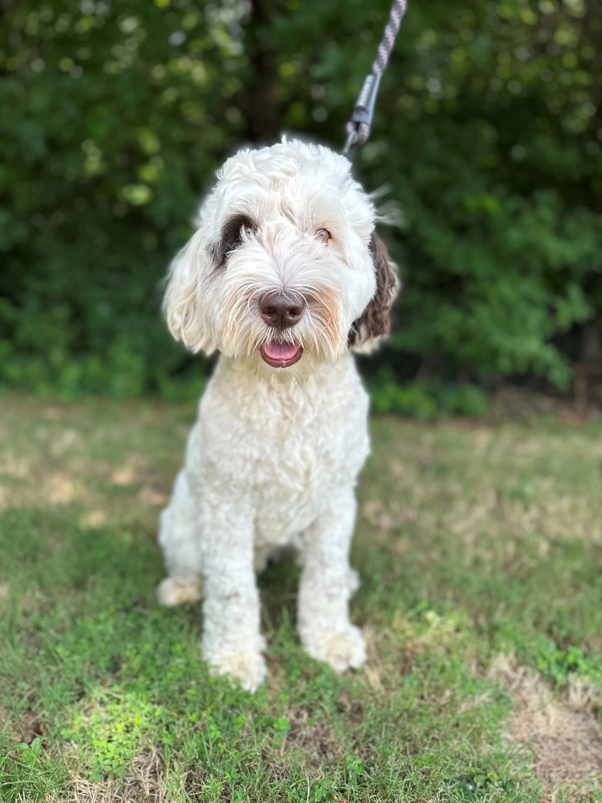 Diplo - Chocolate and white parti Australian Labradoodle. More information coming! 