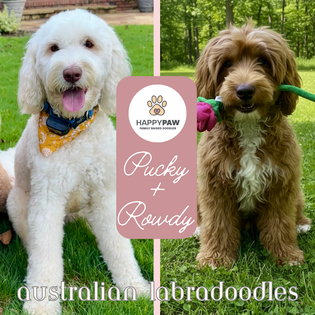 These medium Australian Labradoodle puppies will have beautiful wavy fleece coats in white, cream, red, and tuxedo patterns, weighing around 24-32 pounds full grown. Puppies are due around 4/5/25 and ready for take home around 5/31/25. Dates subject 