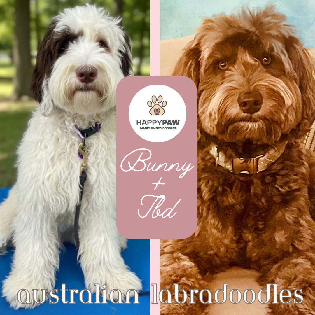 These medium Australian Labradoodle puppies will have beautiful wavy fleece coats in chocolate or caramel parti patterns, weighing around 35 +/- pounds full grown. Puppies are due around 2/3/27 and ready for take home around 3/31/27. Low to no sheddi