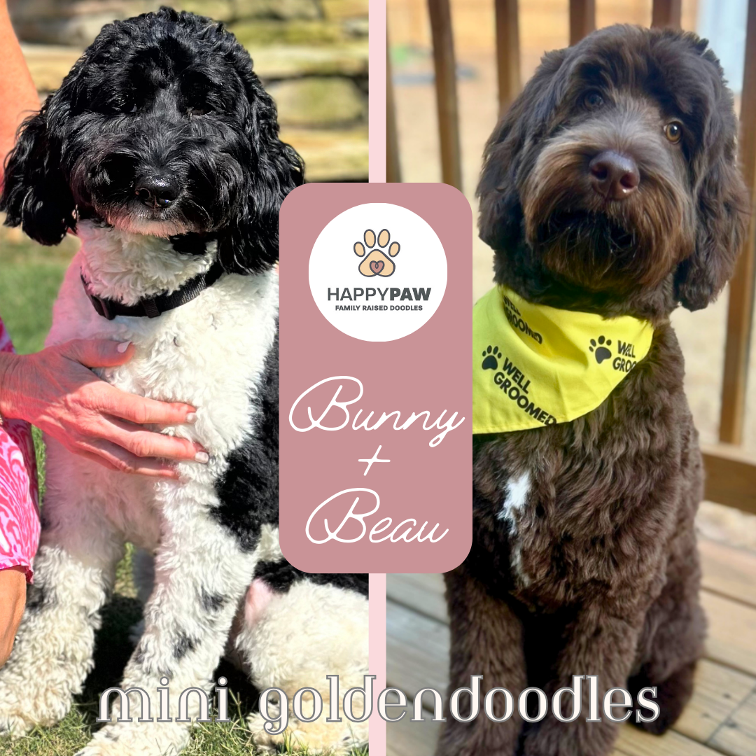 These mini Goldendoodle puppies will have beautiful wavy fleece coats in black and white, chocolate, and multi-colored patterns, weighing 24-32 pounds full grown. Puppies are due around 9/30/25 and ready for take home around 11/25/25 (all depending o
