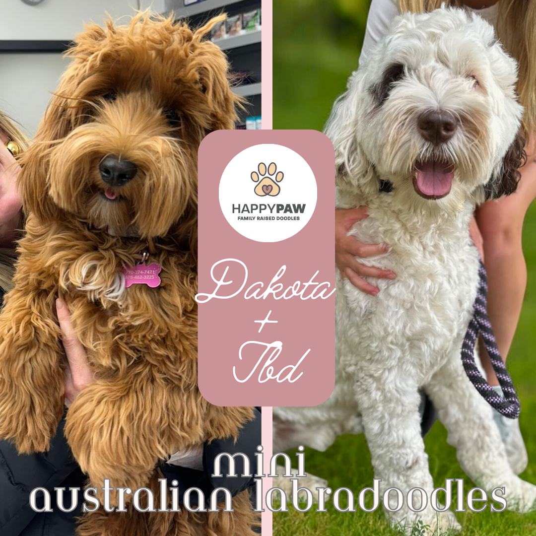 These mini Australian Labradoodle puppies will have beautiful wavy fleece coats in apricot or parti coloring, weighing around 18-22 pounds full grown. Puppies are due around 11/3/2026 and ready for take home around 12/29/2026. Dates subject to change