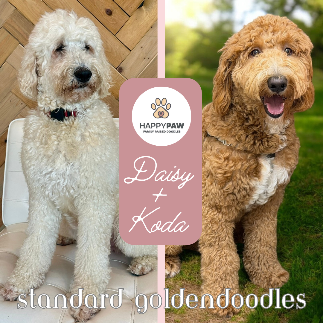 These standard goldendoodle puppies will have beautiful wavy and curly fleece coats in cream, tan, red, and tuxedo patterns, weighing around 50-55 pounds full grown. Puppies are due around 10/12/2026 and ready for take home around 12/5/2026. Low to n