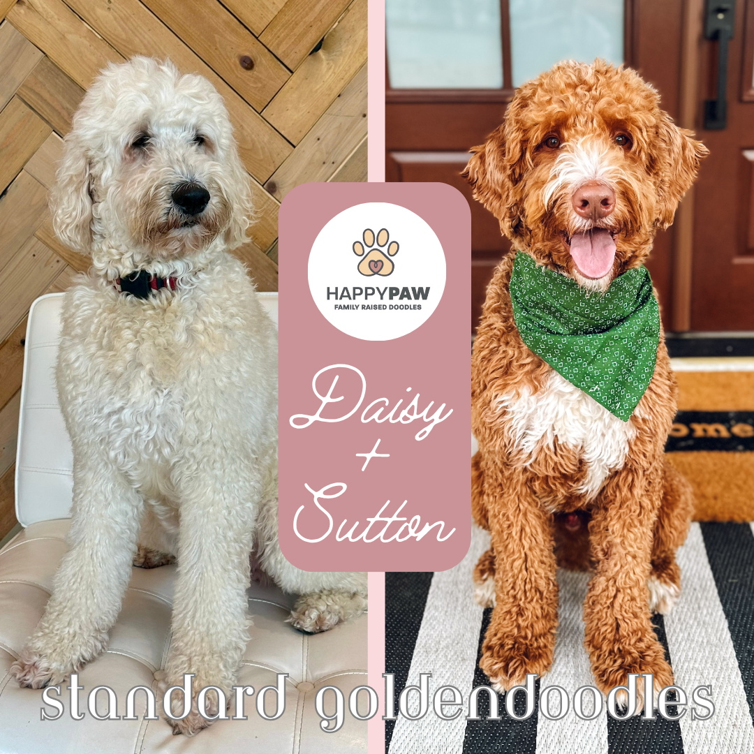 Two Available - These standard goldendoodle puppies will have beautiful wavy and curly fleece coats in cream, tan, red, and tuxedo patterns, weighing around 50-55 pounds full grown. Puppies are due around 1/9/26 and ready for take home around 3/6/202