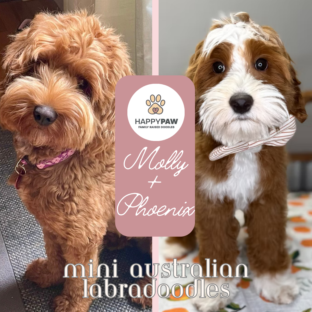 These mini Australian Labradoodle puppies will have beautiful wavy fleece coats in apricot or parti coloring, weighing around 18-22 pounds full grown. Puppies are due around 10/29/2026 and ready for take home around 12/24/2026. Dates subject to chang