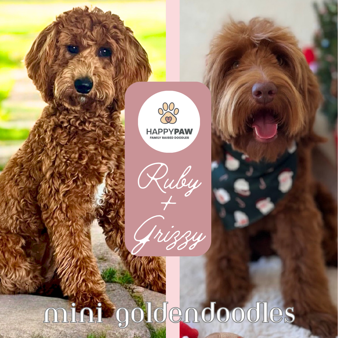These mini goldendoodle puppies will have beautiful wavy and curly fleece coats in apricot color, weighing around 22-26 pounds full grown. Puppies are due around 8/29/26 and ready for take home around 10/24/2026. Dates subject to change depending on 