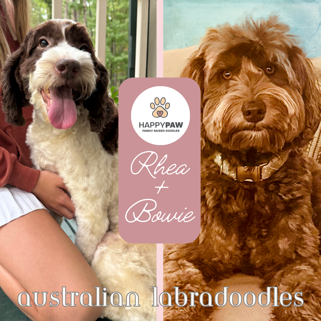 These medium sized Australian Labradoodle puppies will have beautiful wavy fleece coats in a solid chocolate, caramels, creams, weighing 35+/- pounds full grown. Puppies are due around 4/19/2026 and ready for take home around 6/14/26. Low to no shedd