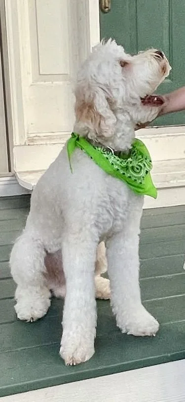 Wally - Carmel and white parti Australian Labradoodle. More information coming! 
