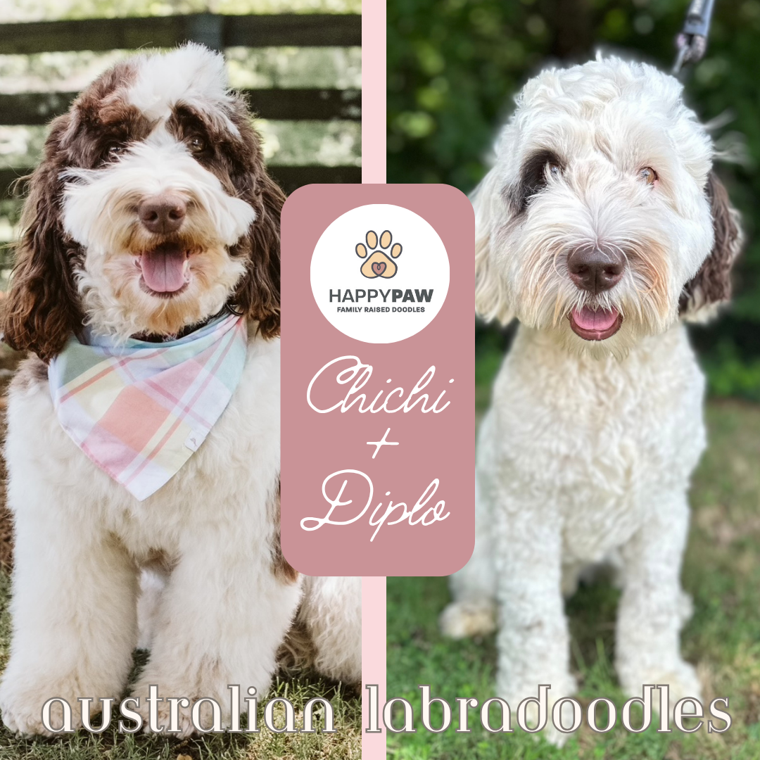 These medium Australian Labradoodle puppies will have beautiful wavy fleece coats in chocolate or caramel parti patterns, weighing around 35 +/- pounds full grown. Puppies are due around 7/13/26 and ready for take home around 9/7/26. Low to no sheddi