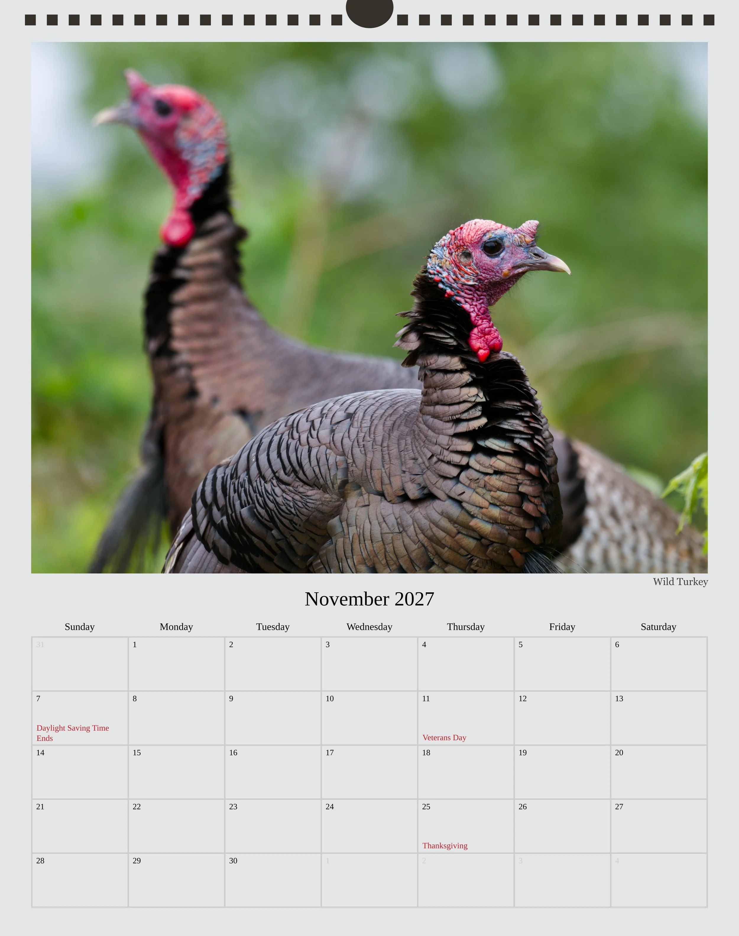 A photo of the November page in a 2027 wildlife calendar showing 2 Wild Turkeys with the front turkey looking to the right and the out of focus back turkey looking to the left.