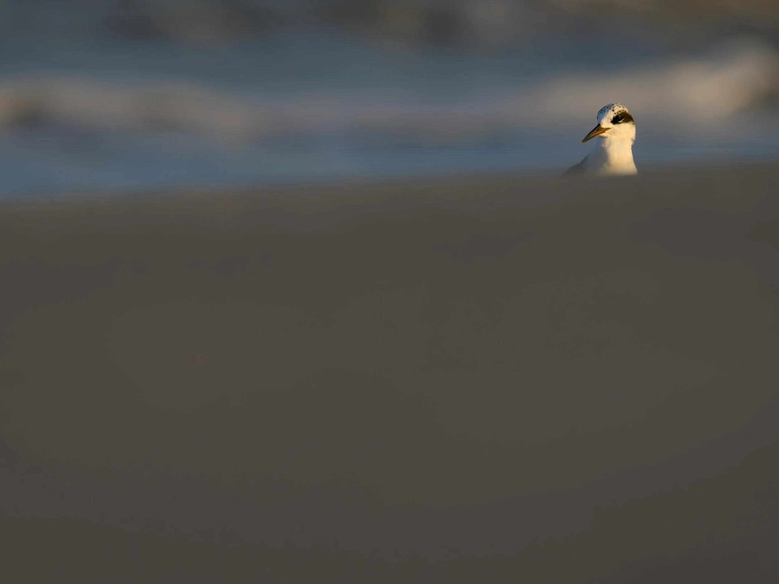 A Forster's Tern positioned in the upper right corner of the photo looking down to the bottom left. Only the tern's head is visible lit by soft golden light of sunset while the majority of the frame is hidden by a foreground sand dune with waves in t