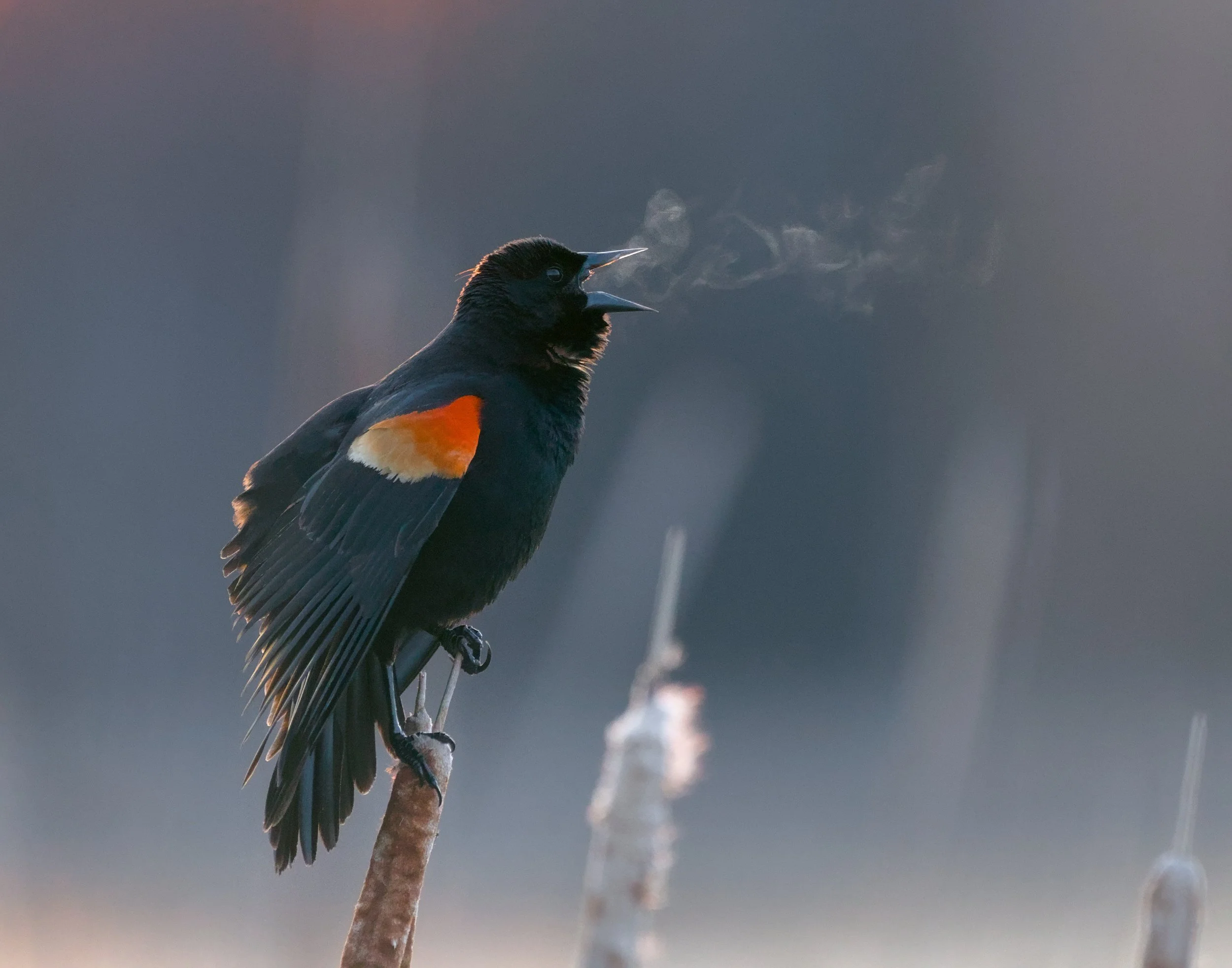 Red-winged Blackbird