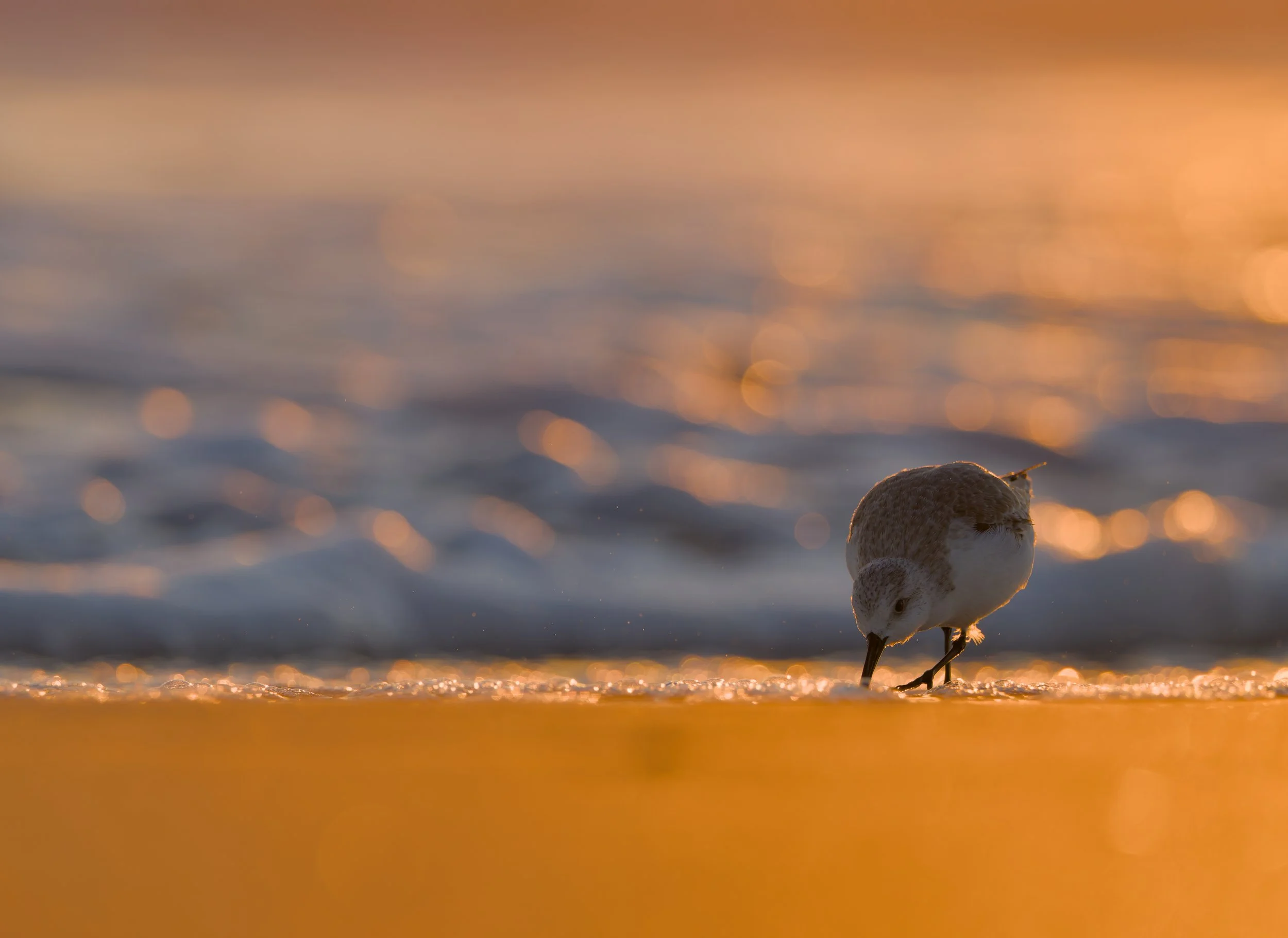 A backlit Sanderling foraging on the beach with a small wave creeping up the sand. The golden light of sunrise shining from the right side reflecting its light across the bubbles in the wave and the sand.