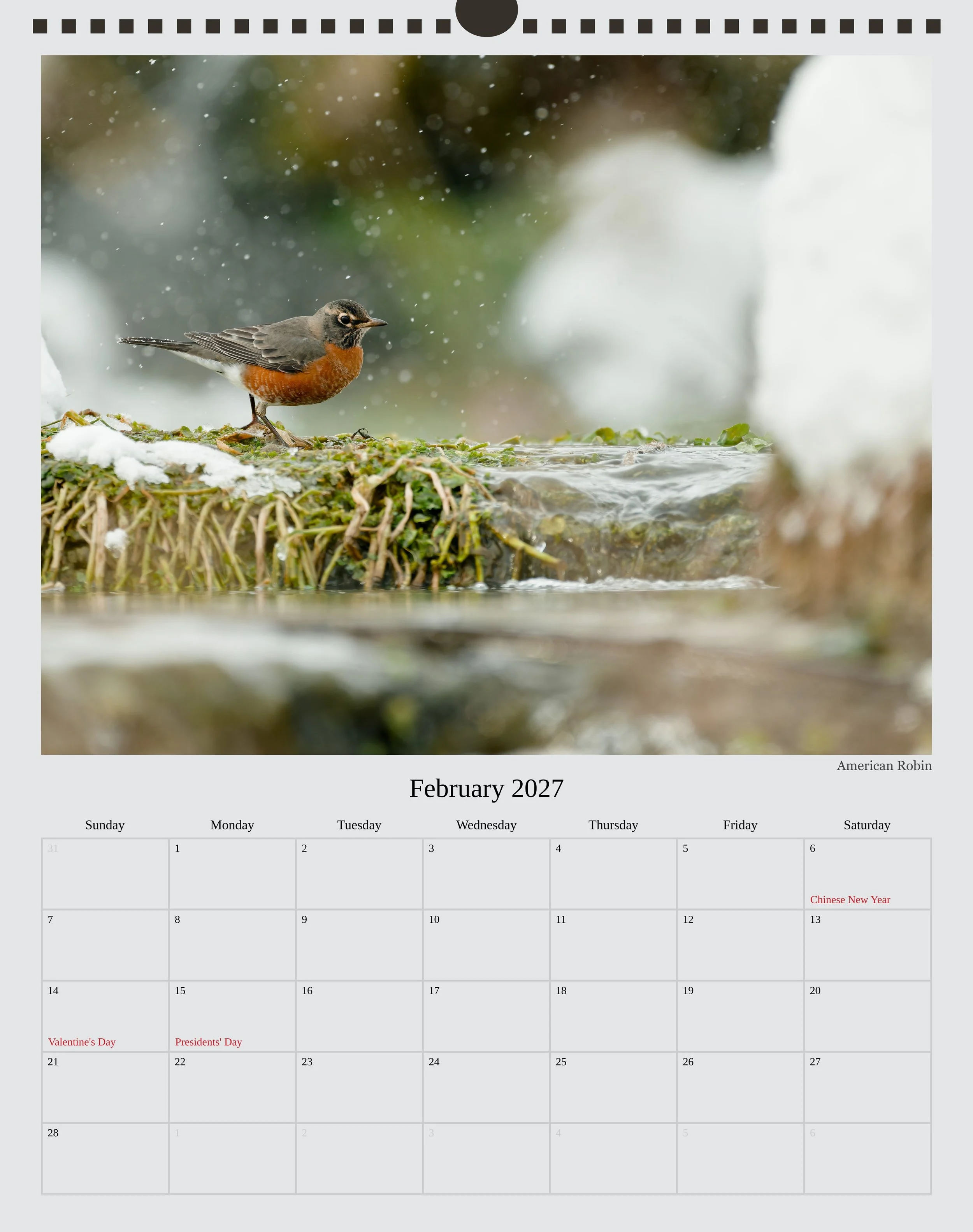 A photo of the Feburary page in a 2027 wildlife calendar showing an American Robin hopping on top of green roots in the shallow running water while there is a flurry of snowflakes across the scene.