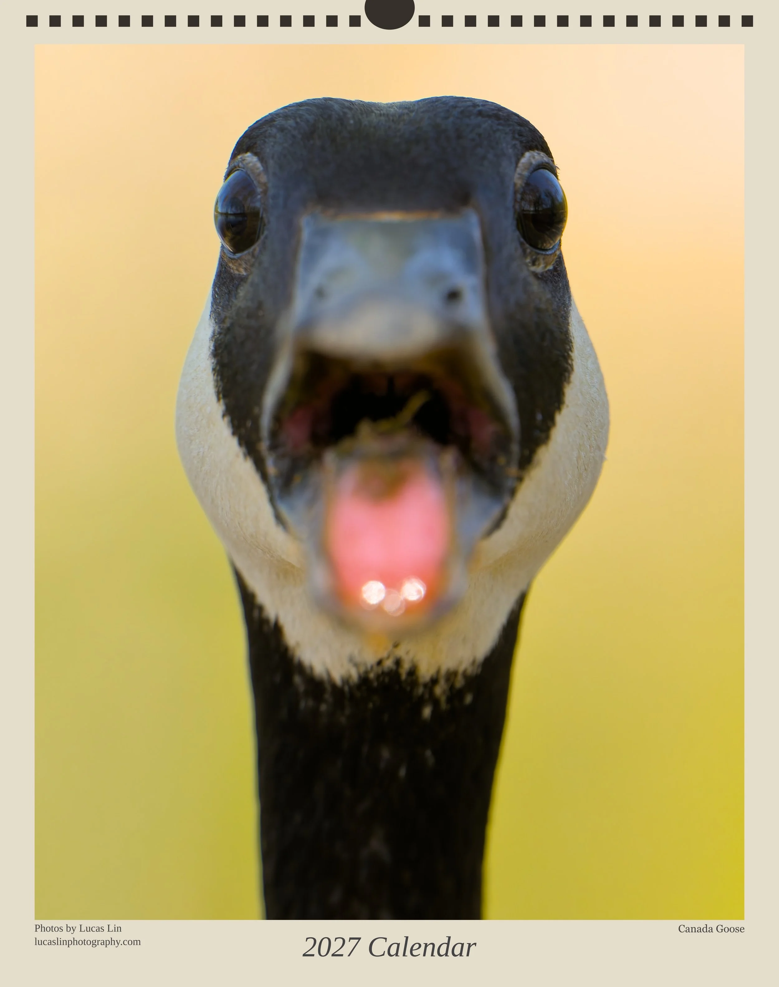 The front cover of a 2027 wildlife calendar with the main photo being a close-up of a Canada Goose facing straight forward mid-honk.