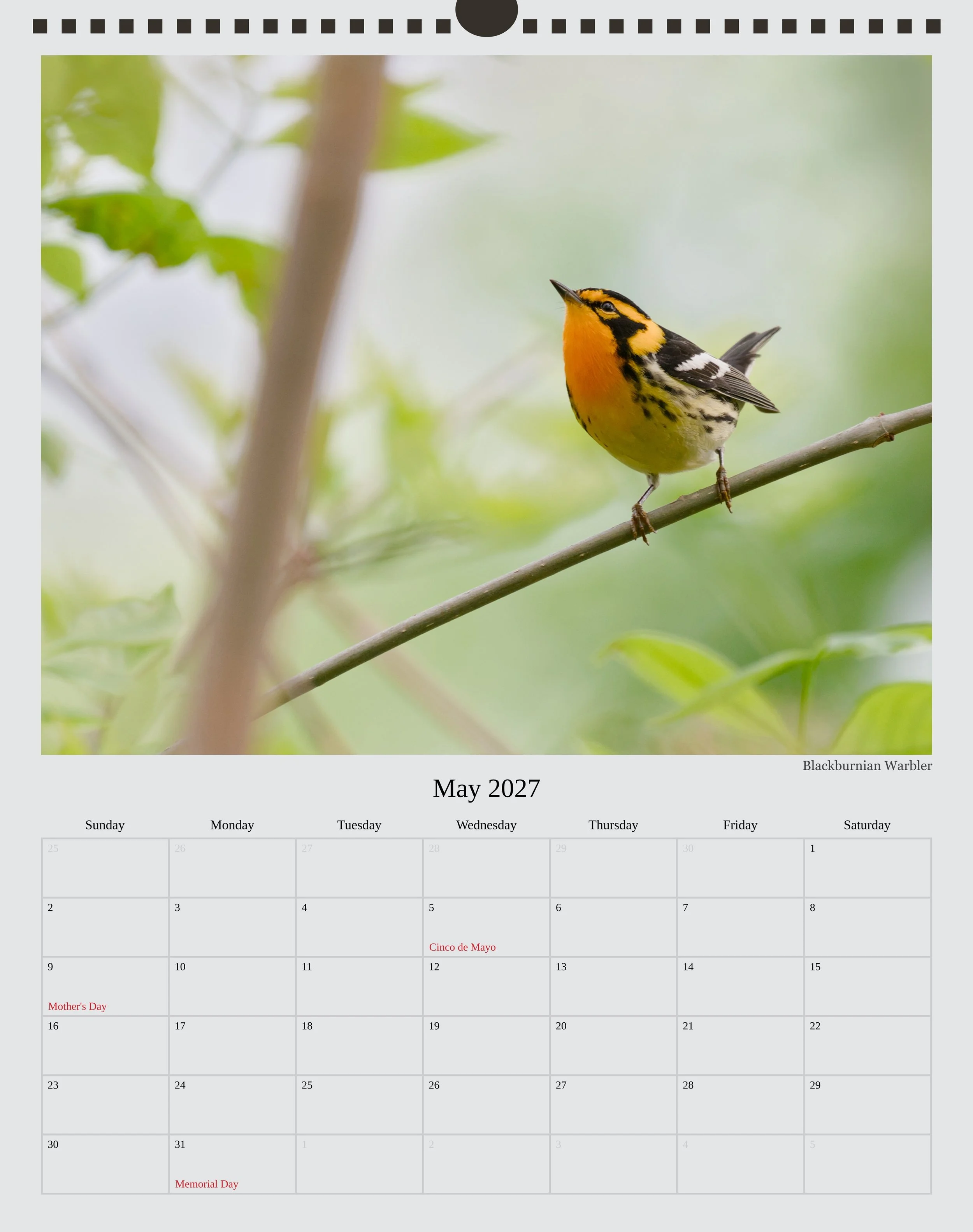 A photo of the May page in a 2027 wildlife calendar showing a Blackburnian Warbler with its head turned up showing off its brilliant orange breast in front of an out of focus background of greenery.