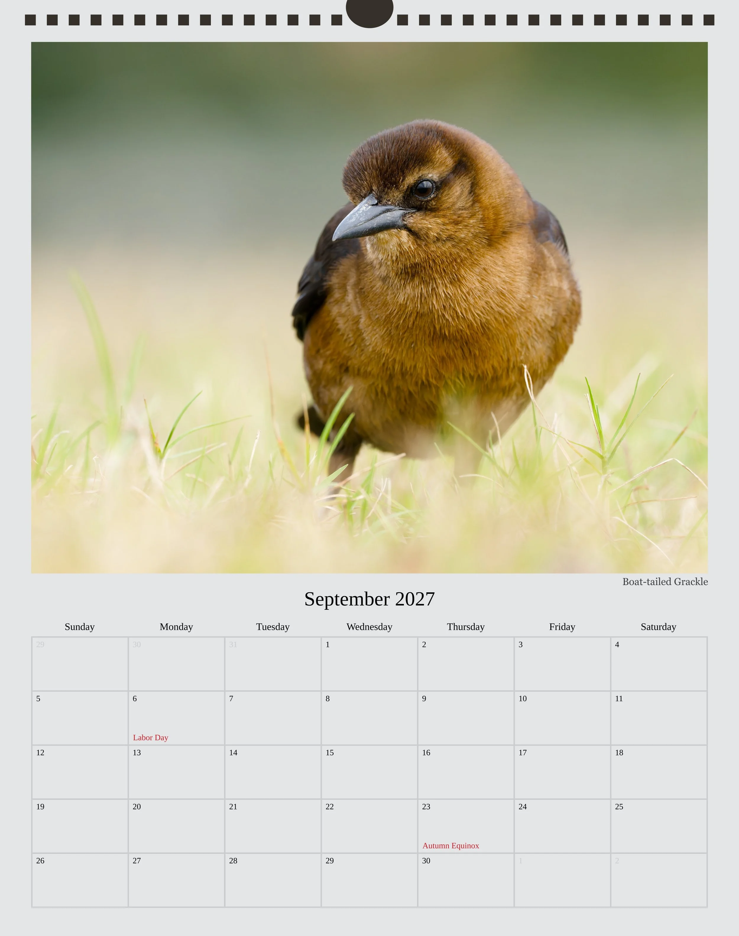 A photo of the September page in a 2027 wildlife calendar showing an eye-level, close up portrait photo of a Boat-tailed Grackle foraging in a dried lawn with a seemingly curious look.