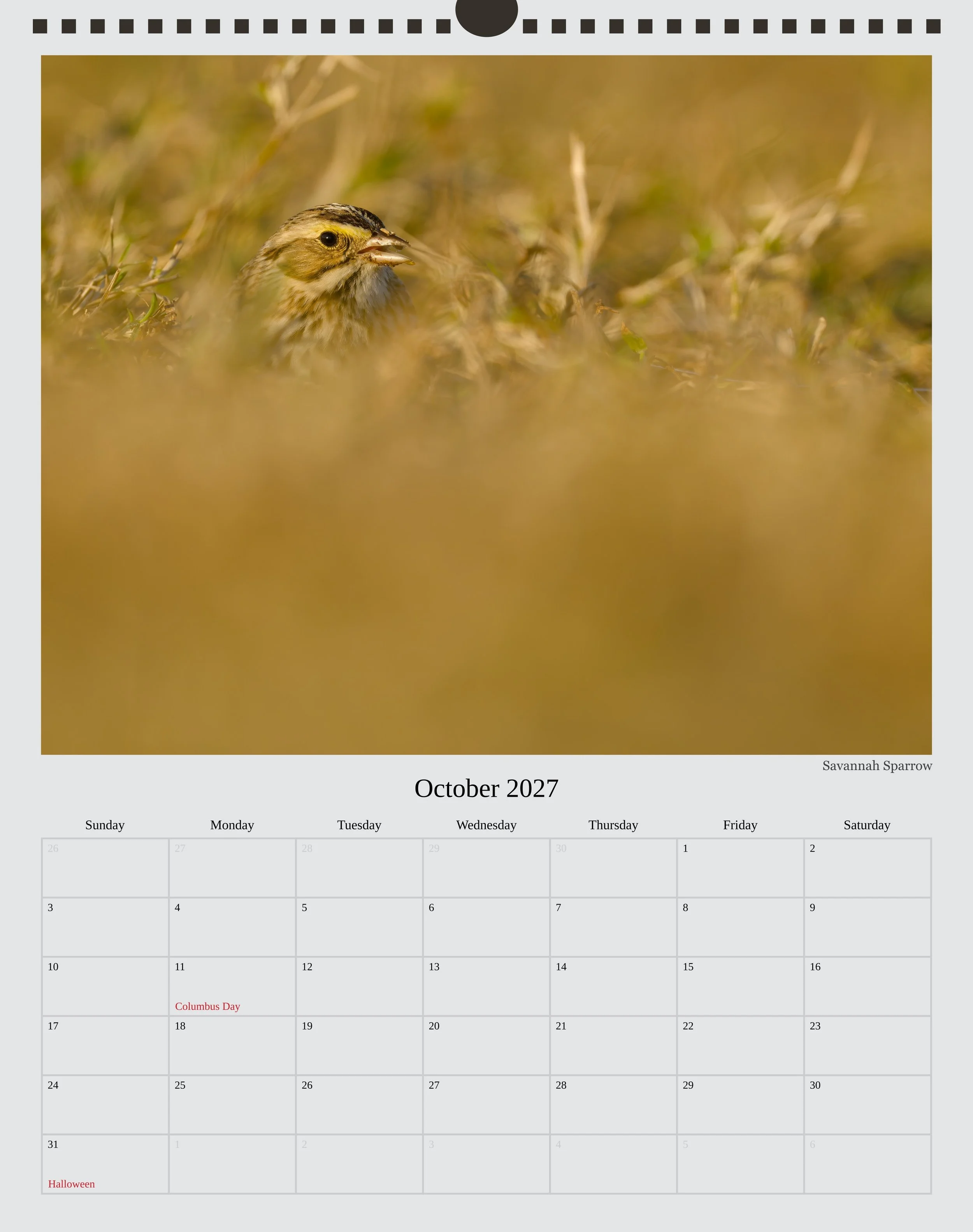 A photo of the October page in a 2027 wildlife calendar showing a Savannah Sparrow at eye level in a dried lawn eating a small seed it had foraged. Only the head is visible above the grass.