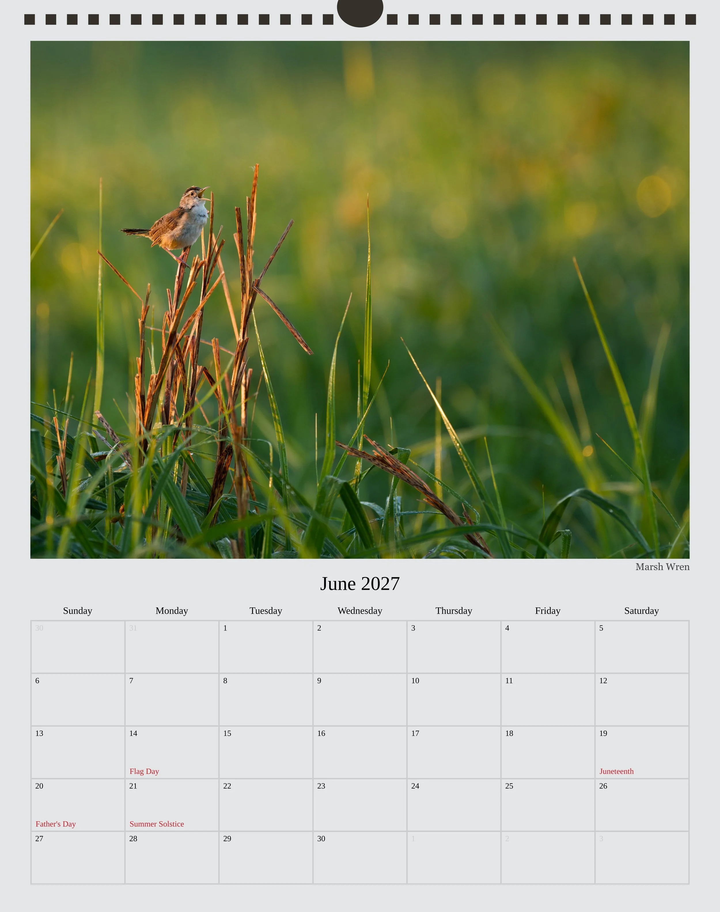 A photo of the June page in a 2027 wildlife calendar showing a Marsh Wren in a small-in-frame style image. The wren is perched on some dead grasses among lower green reeds and is mid-call.