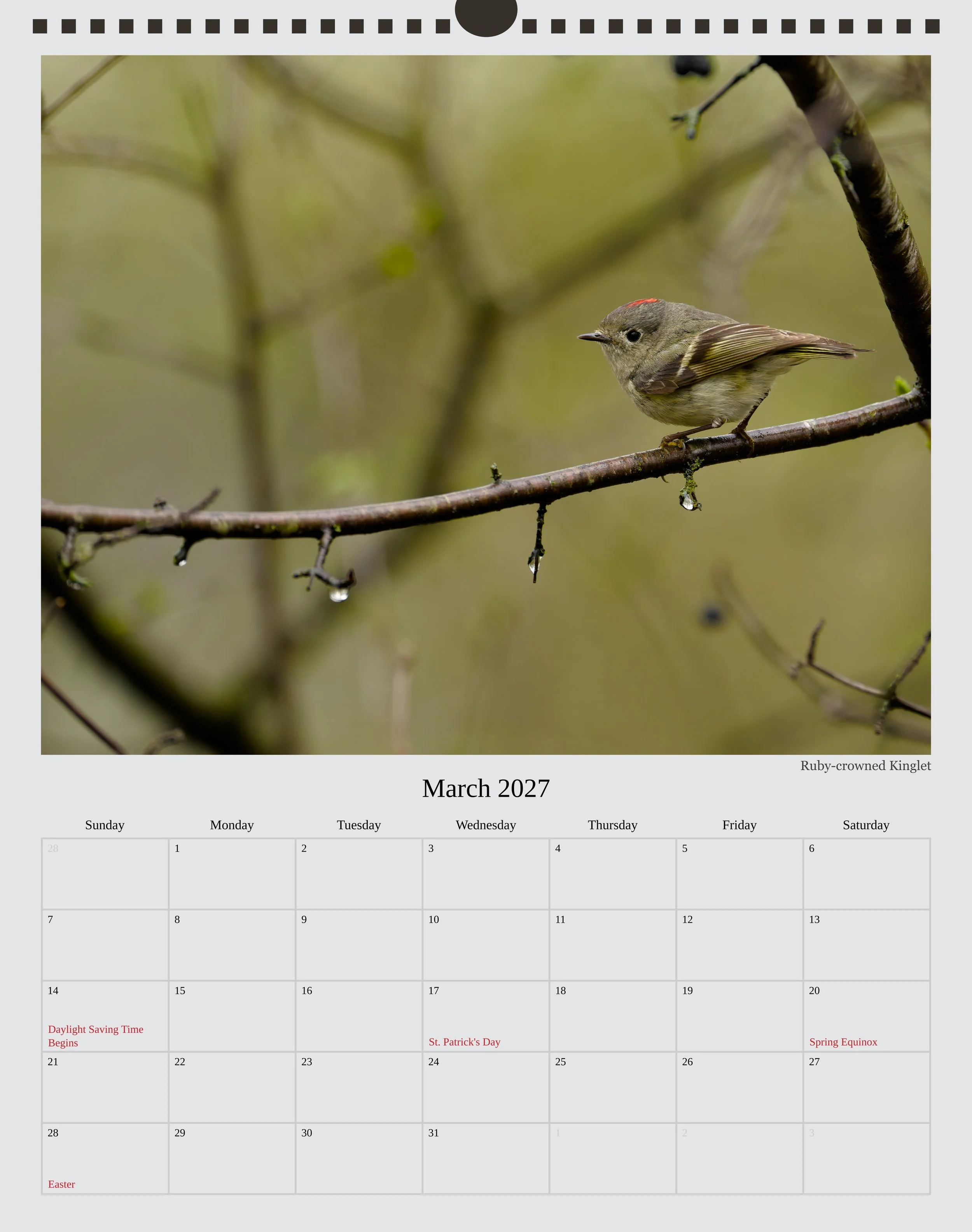 A photo of the March page in a 2027 wildlife calendar showing a Ruby-crowned Kinglet perched on a branch that is just starting to bud. There are small droplets of water hanging off the green buds.
