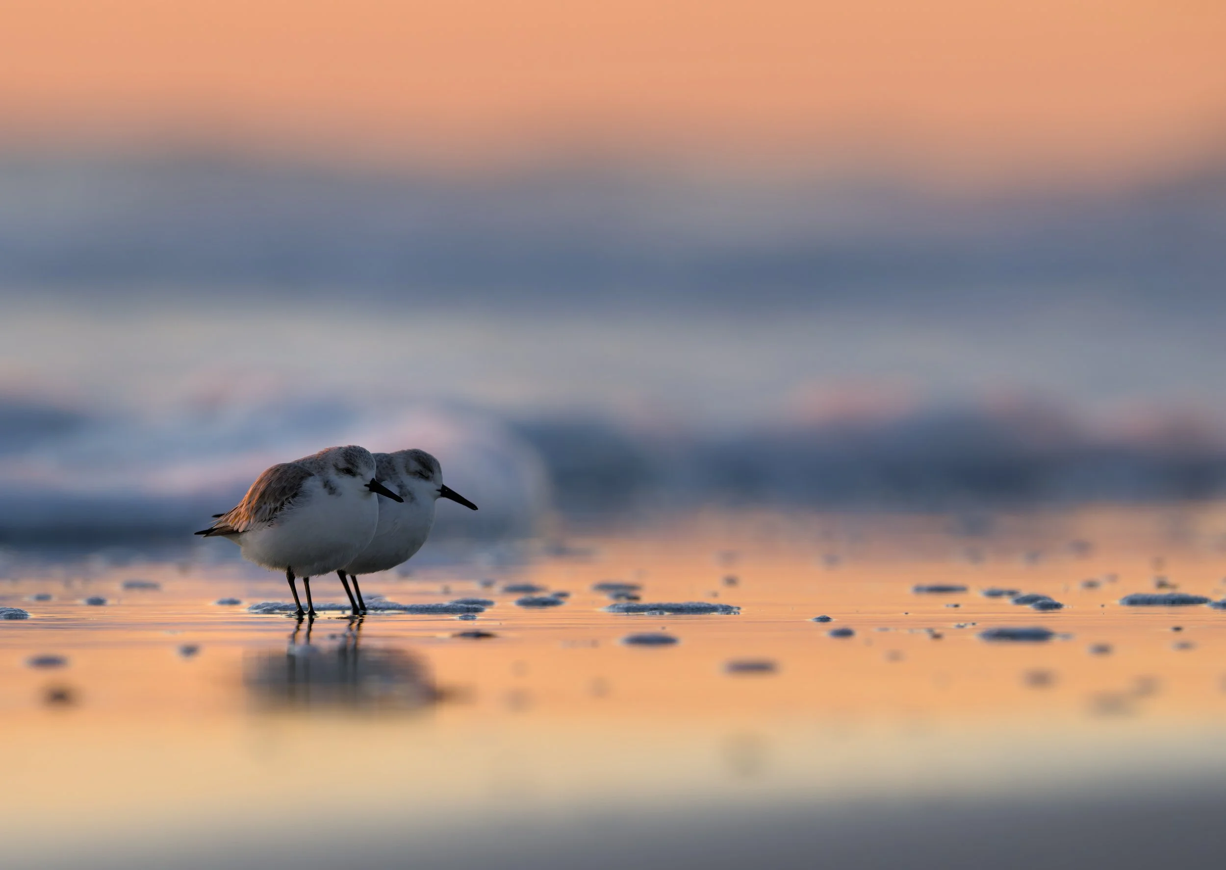 A pair of Sanderlings huddled together with the one in front keeping an eye open while the sanderling in the back closes its eyes. The pair are standing in the receding water of a recent wave at the beach with pastel blue and orange of the sunrise re