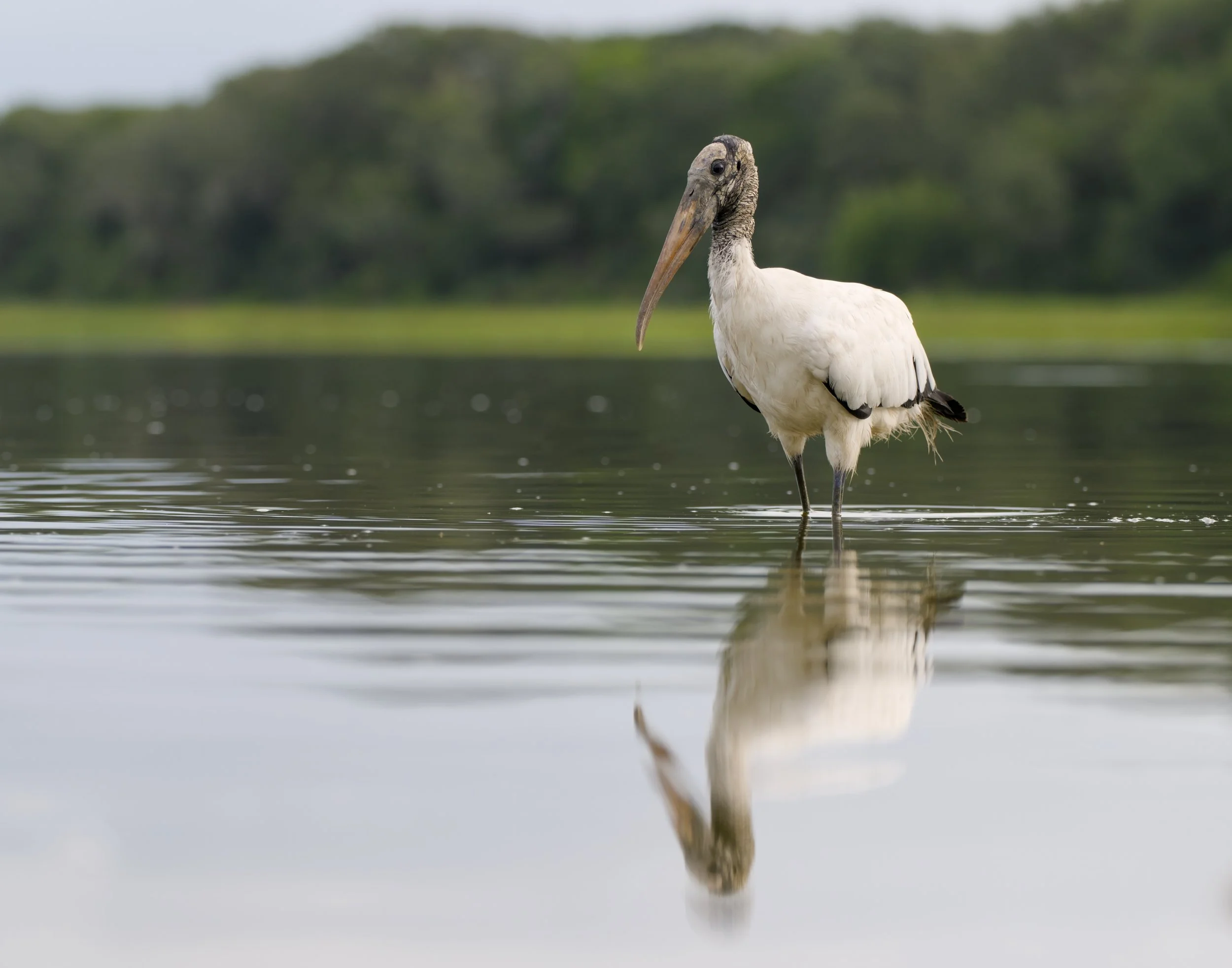 Wood Stork standing with its reflection visible in the shallow water it stands in. The shore and trees are blurry in the background.