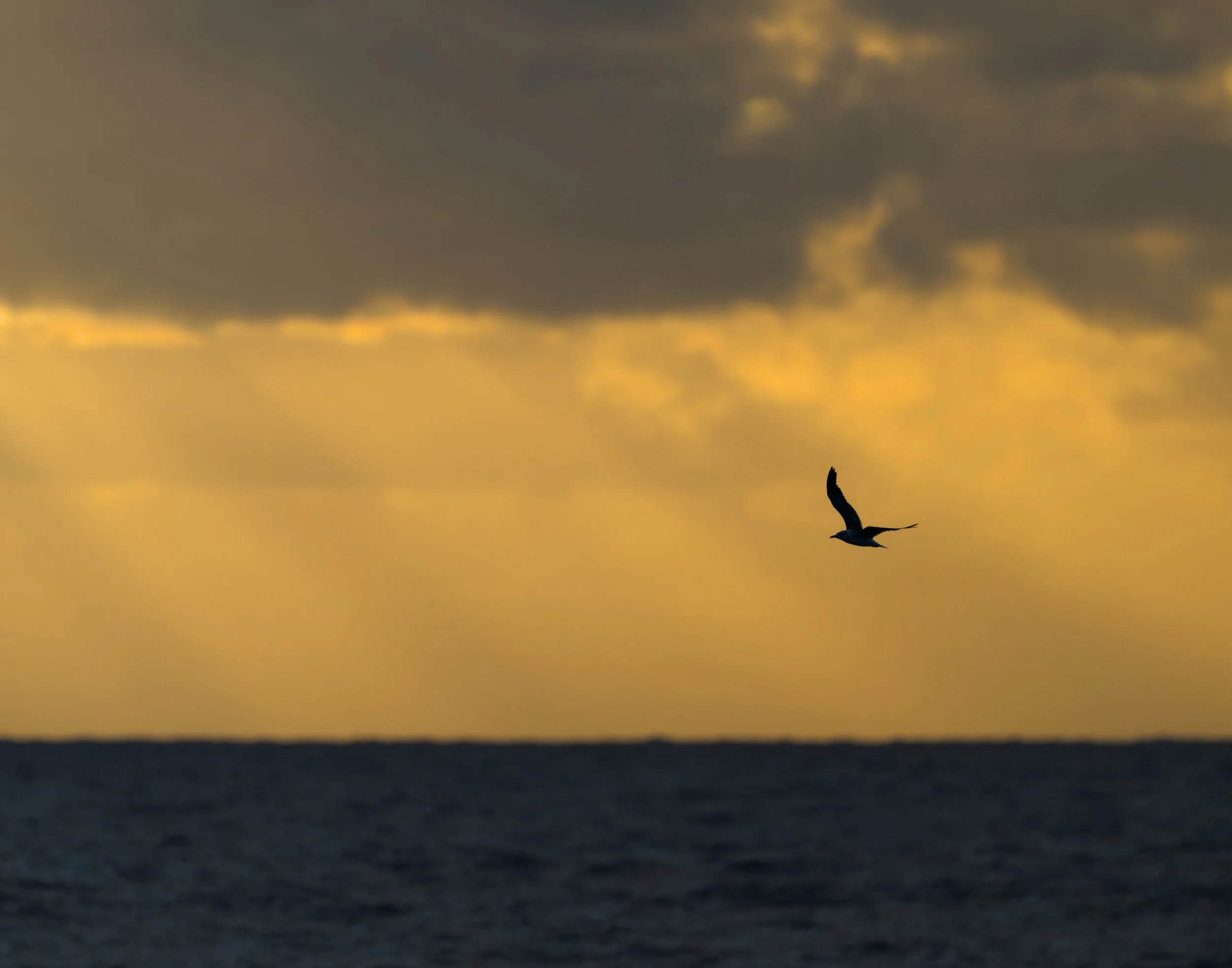 Laughing Gull