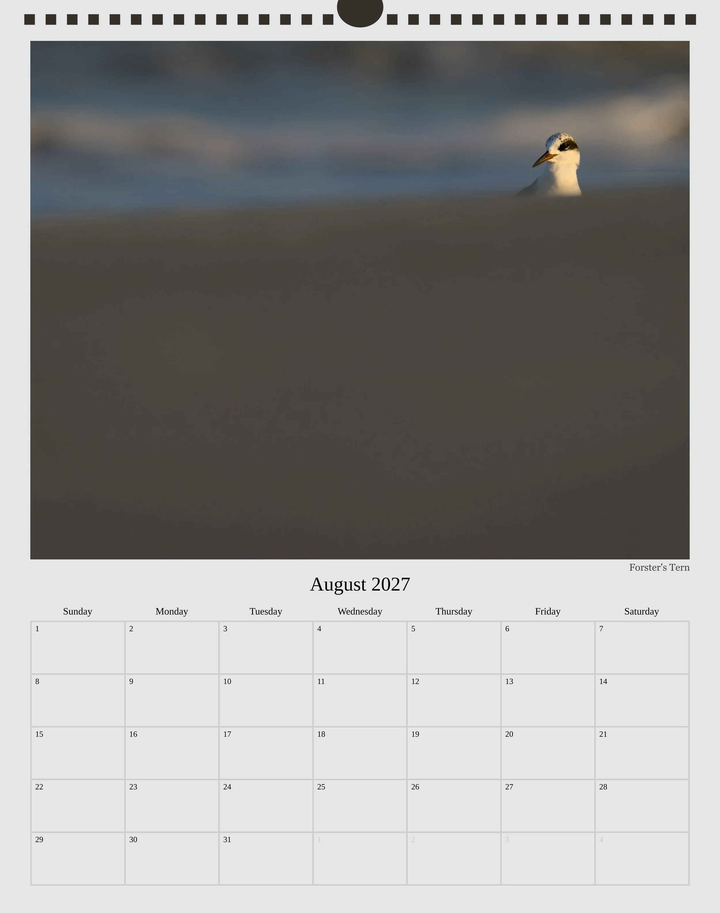 A photo of the August page in a 2027 wildlife calendar showing a Forster's Tern in a small-in-frame and minimalistic style photo in the top right looking to the bottom left.