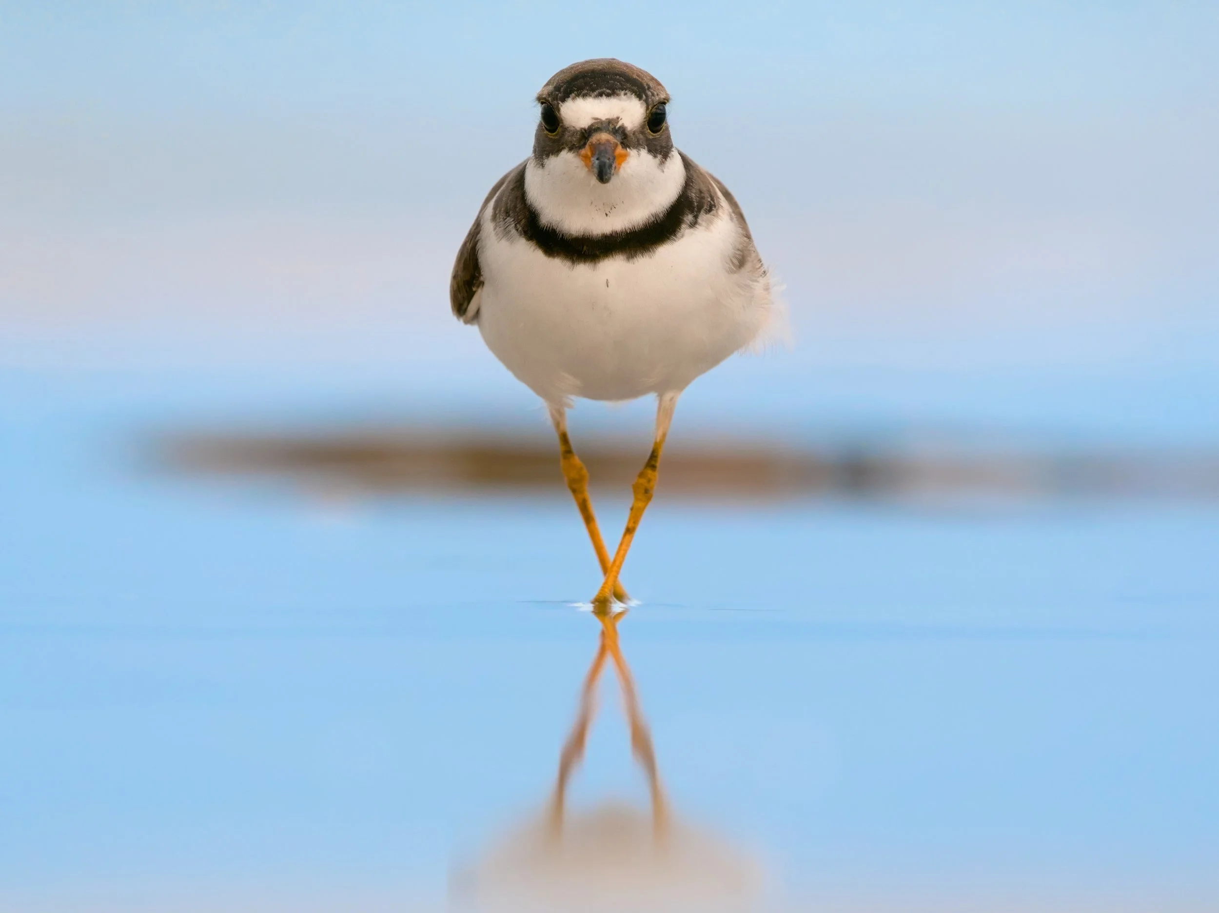 A Semipalmated Plover facing straight forward with its reflection in the shallow water it stands in on the beach.