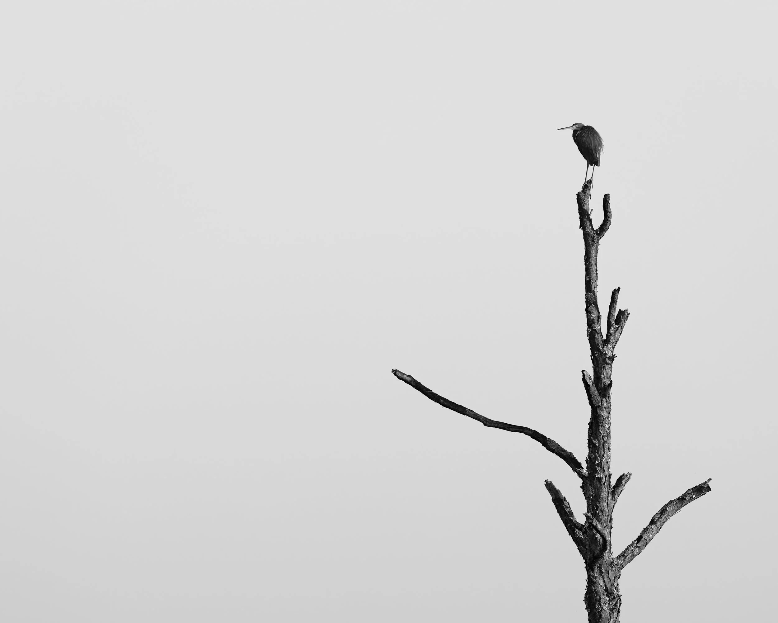 A minimalist black and white photo of a Tricolored Heron looking to the left into empty sky while perched at the top right corner of the image at the tip a dead tree.