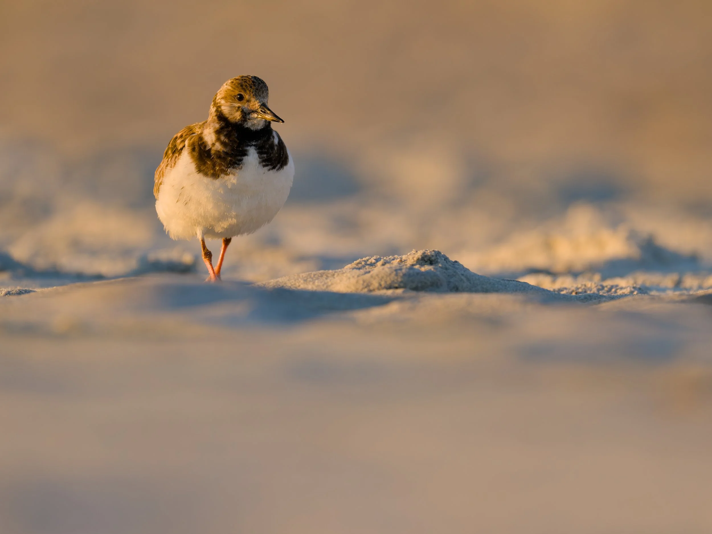 A Ruddy Turnstone ambling its way across the crests and valleys of dry sand caused by footsteps as it is illuminated by the golden sunrise from the left side of the frame.